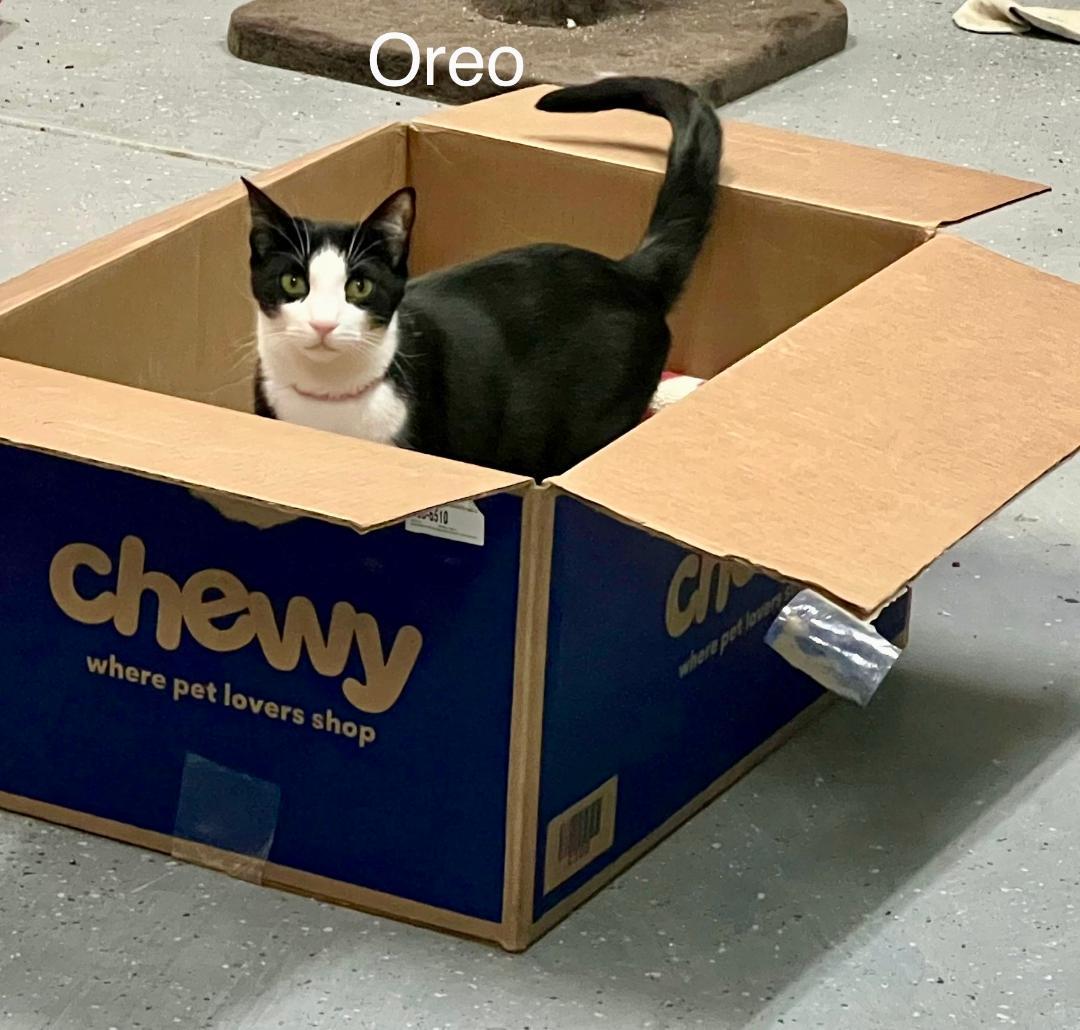 Enlarge Oreo, a Adoptable Domestic Short Hair in Gilroy, CA image 2/5
