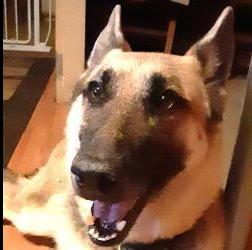 Enlarge Kendall, a Adoptable German Shepherd Dog in Cupertino, CA image 2/3