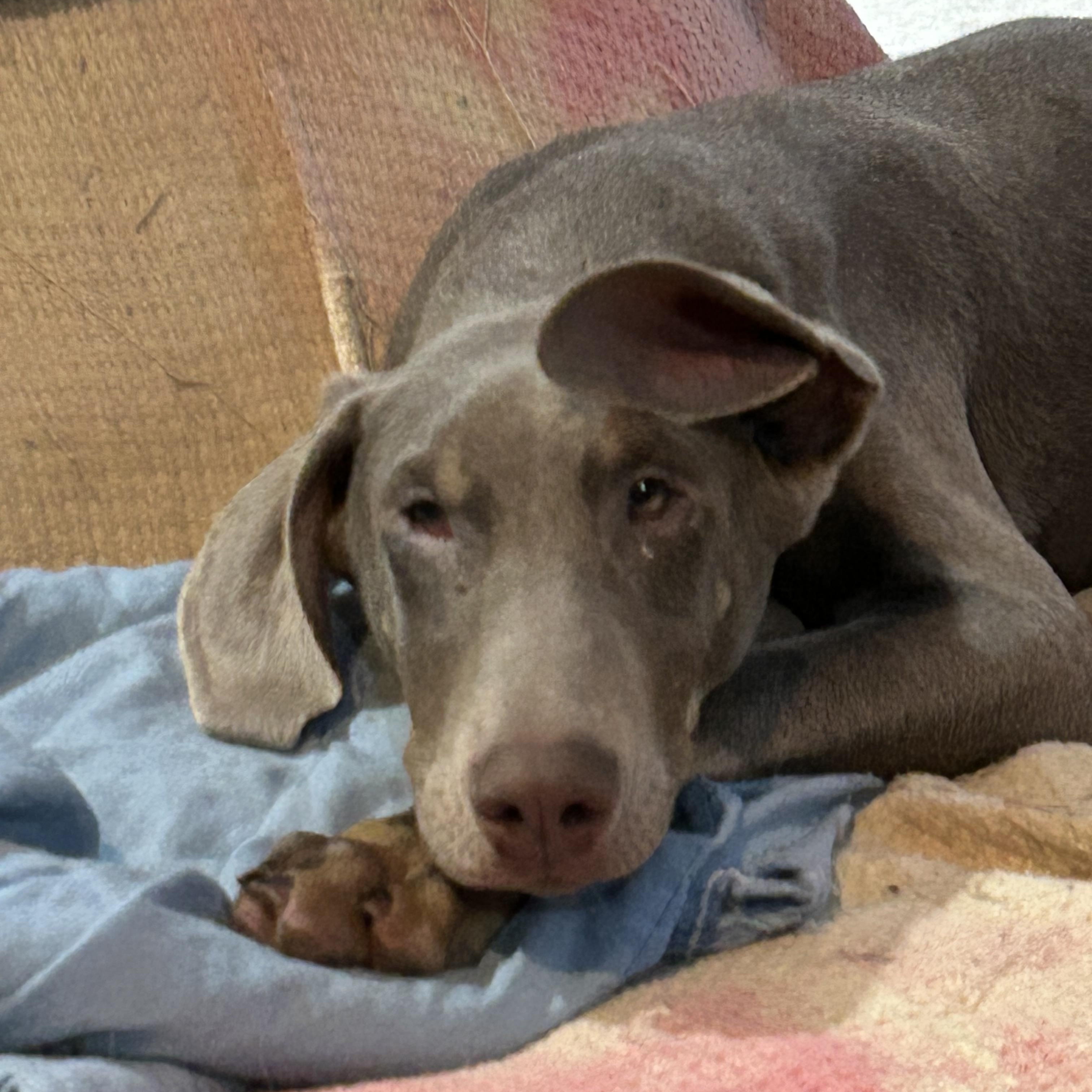 Enlarge Dori , a ADOPTABLE Doberman Pinscher in Buffalo, NY image 4/4