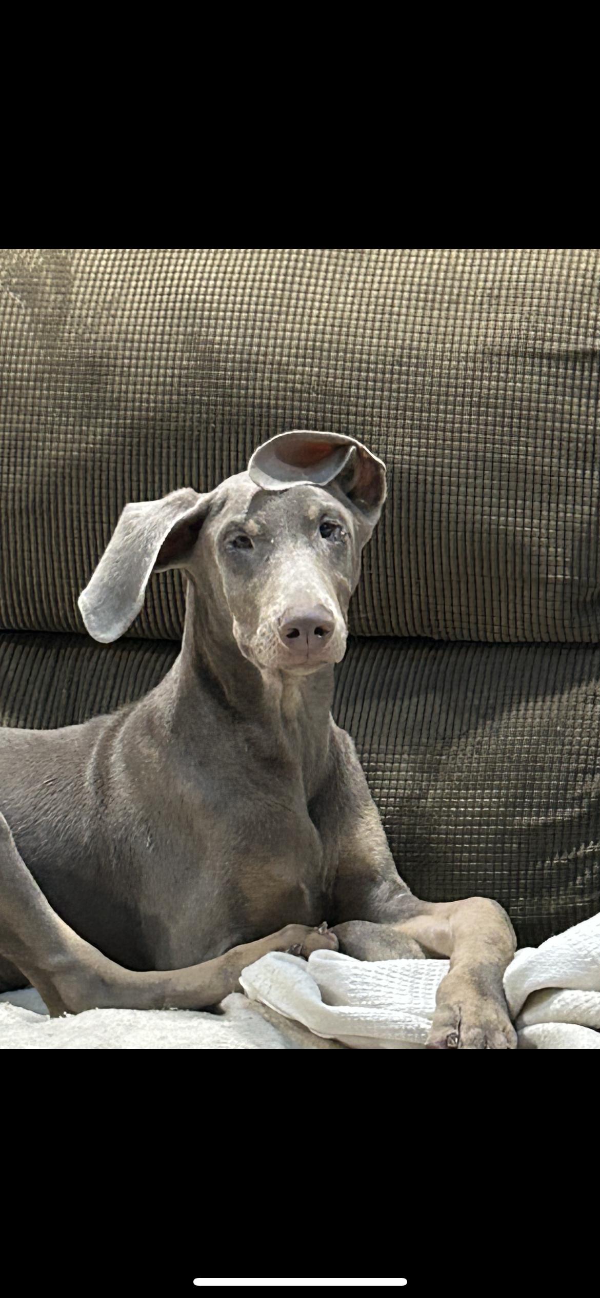 Enlarge Dori , a ADOPTABLE Doberman Pinscher in Buffalo, NY image 2/4