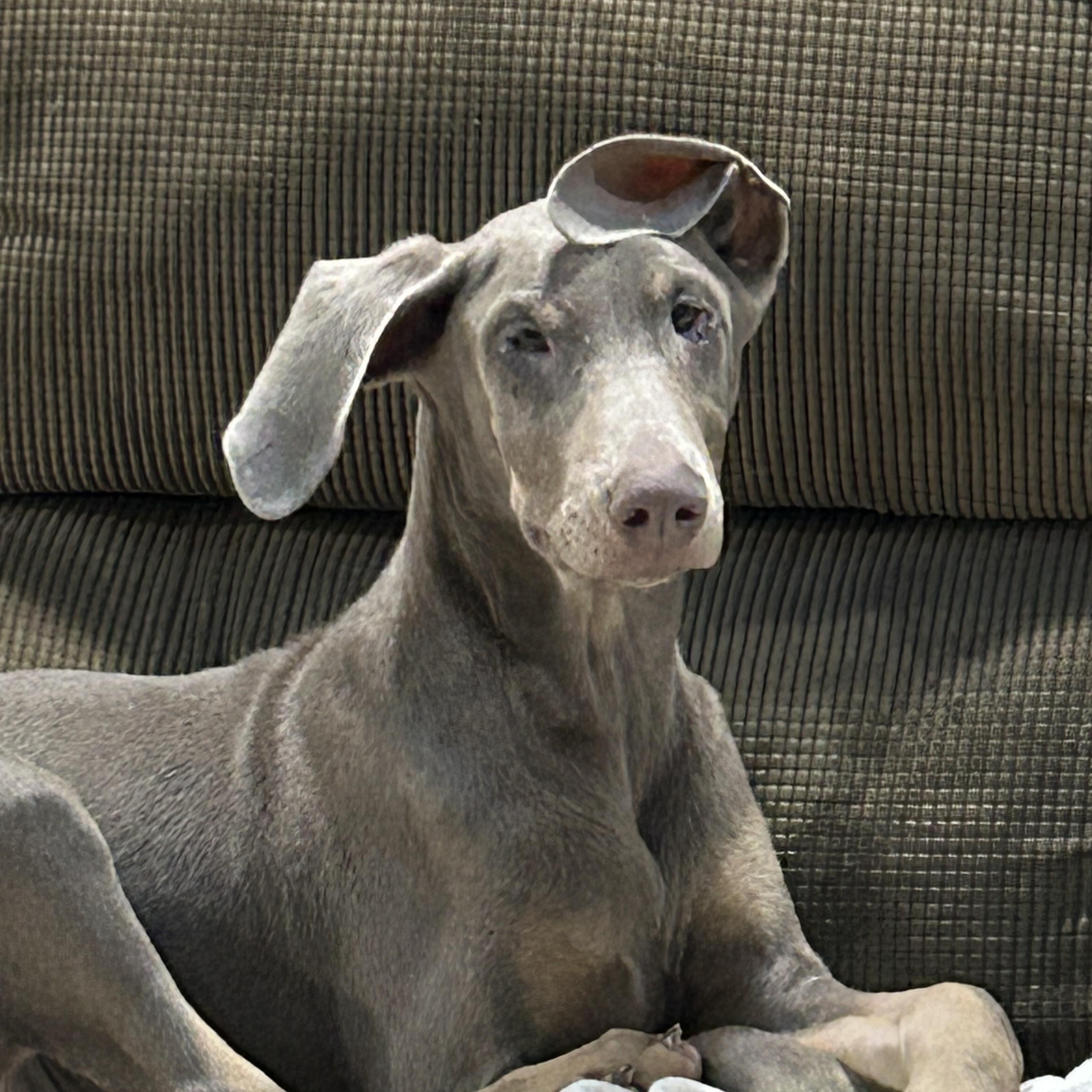 Enlarge Dori , a ADOPTABLE Doberman Pinscher in Buffalo, NY image 3/4