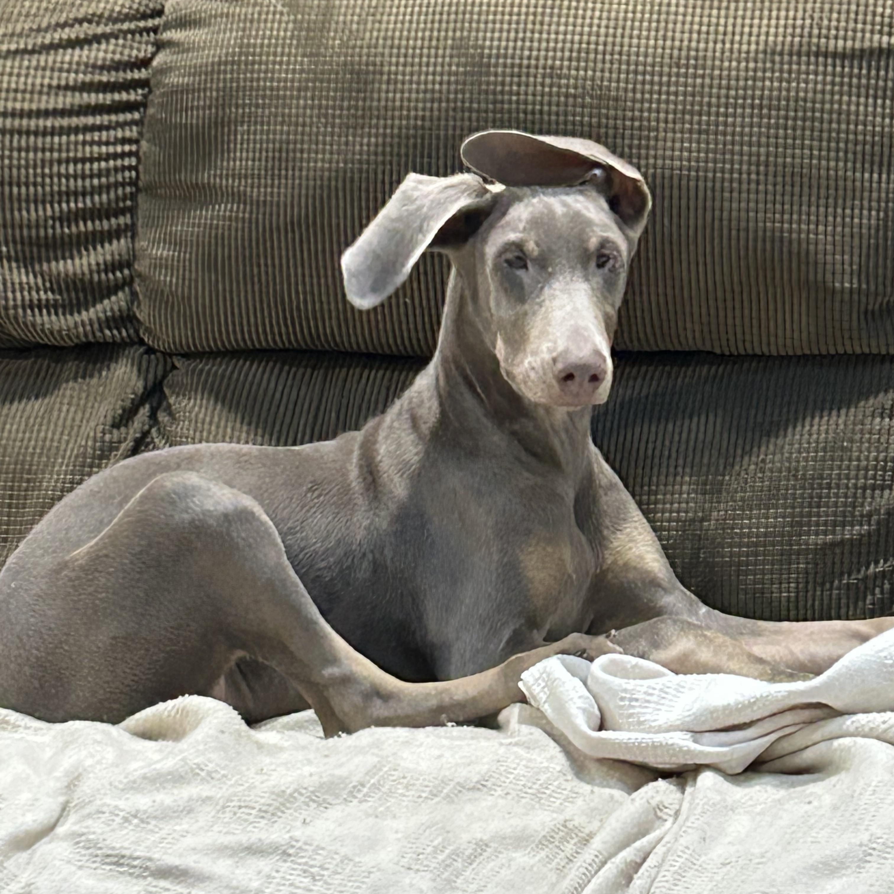 Enlarge Dori , a ADOPTABLE Doberman Pinscher in Buffalo, NY image 1/4