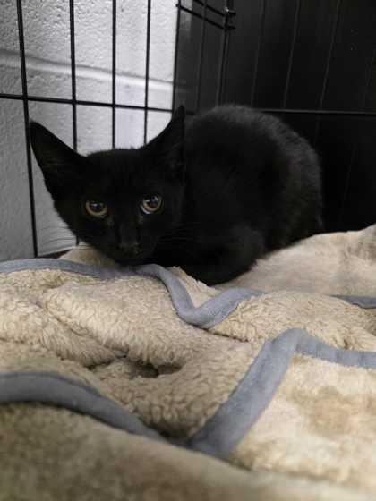 Enlarge Prizzle, a Adoptable mixed breed in Sevierville, TN image 1/1