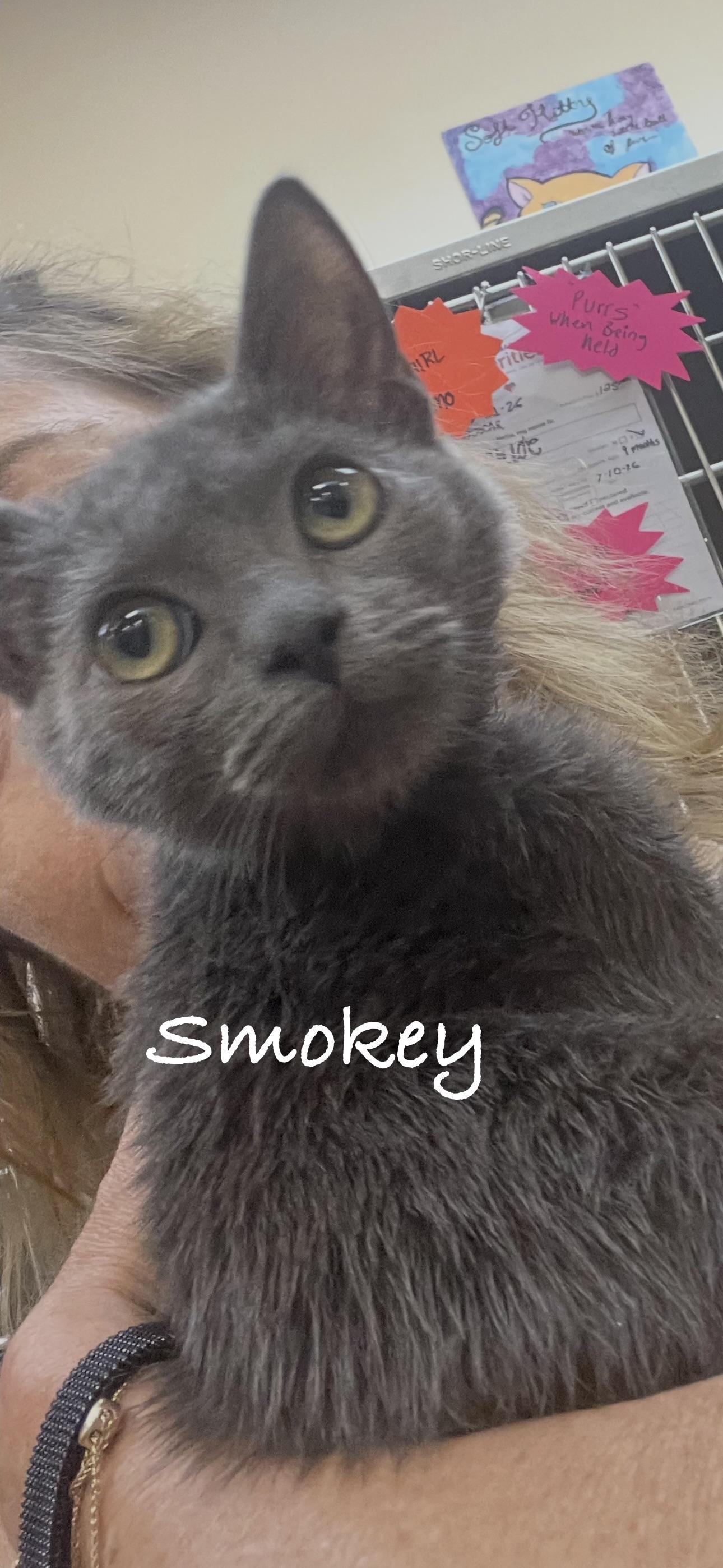 Enlarge Smokey, an adopted Domestic Short Hair in Las Vegas, NV image 1/1