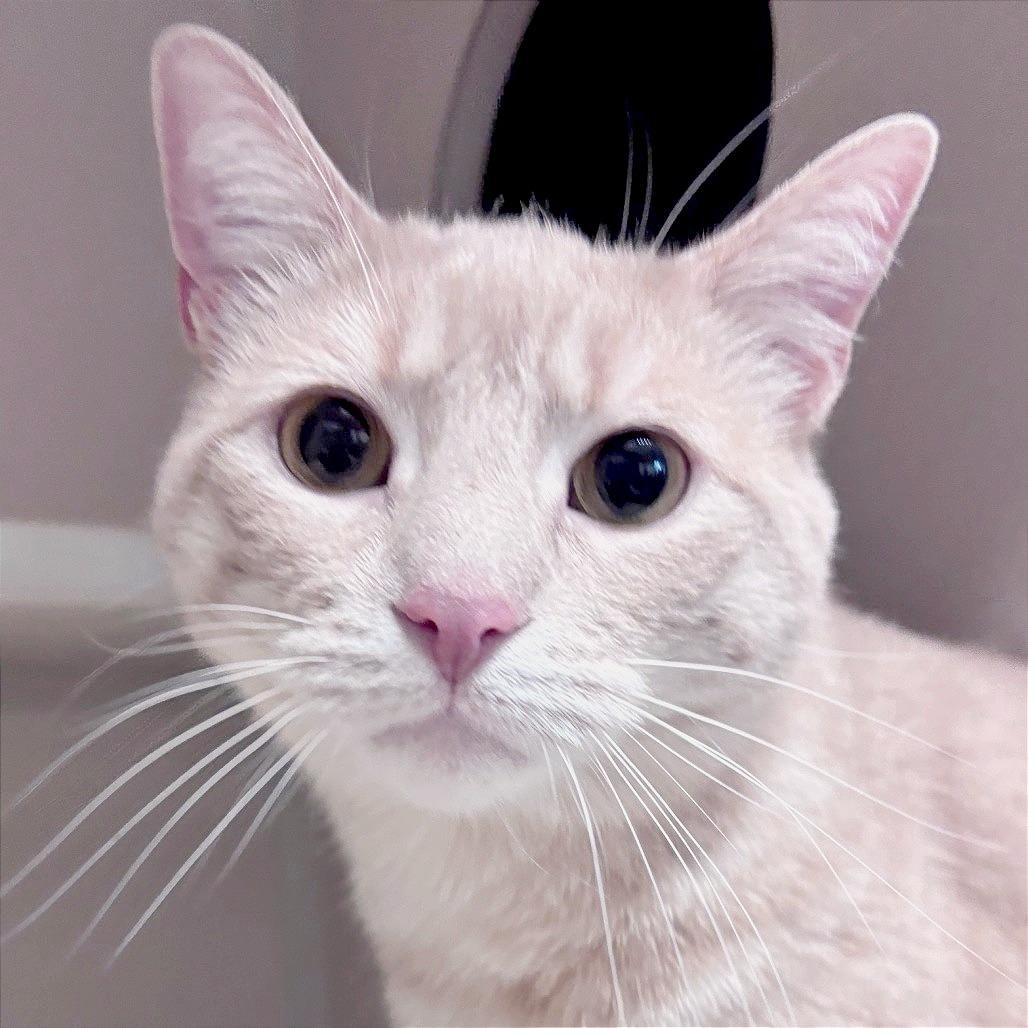 Simba, Adoptable, Adult Male Domestic Short Hair.