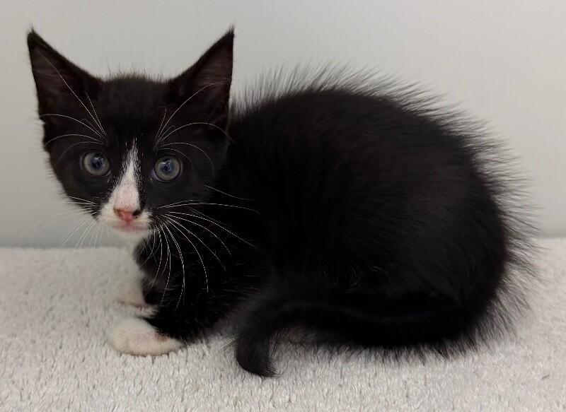Basil, Adoptable, Young Female Domestic Medium Hair.