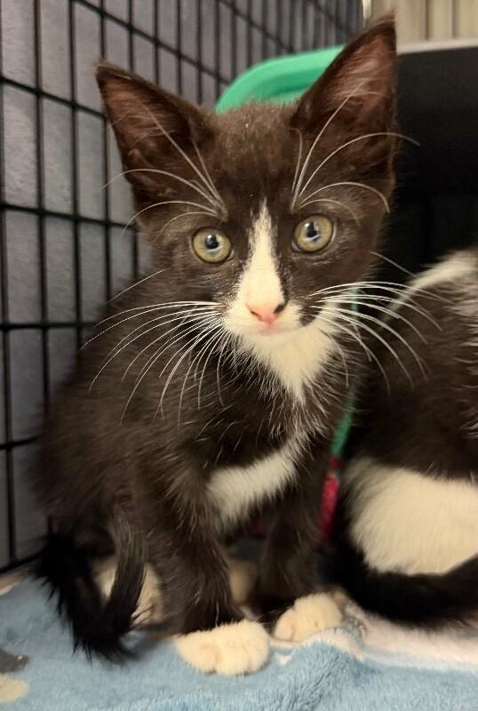 Enlarge Basil, a Adoptable Domestic Medium Hair in Katy, TX image 2/3