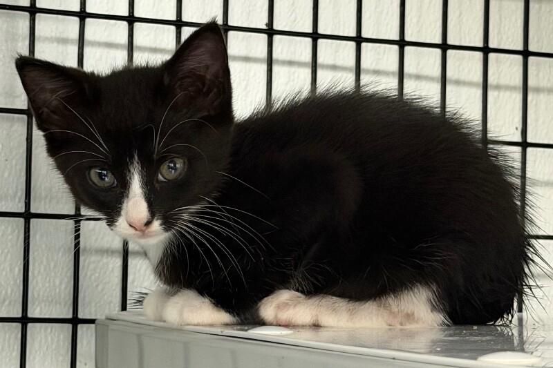 Enlarge Basil, a Adoptable Domestic Medium Hair in Katy, TX image 3/3