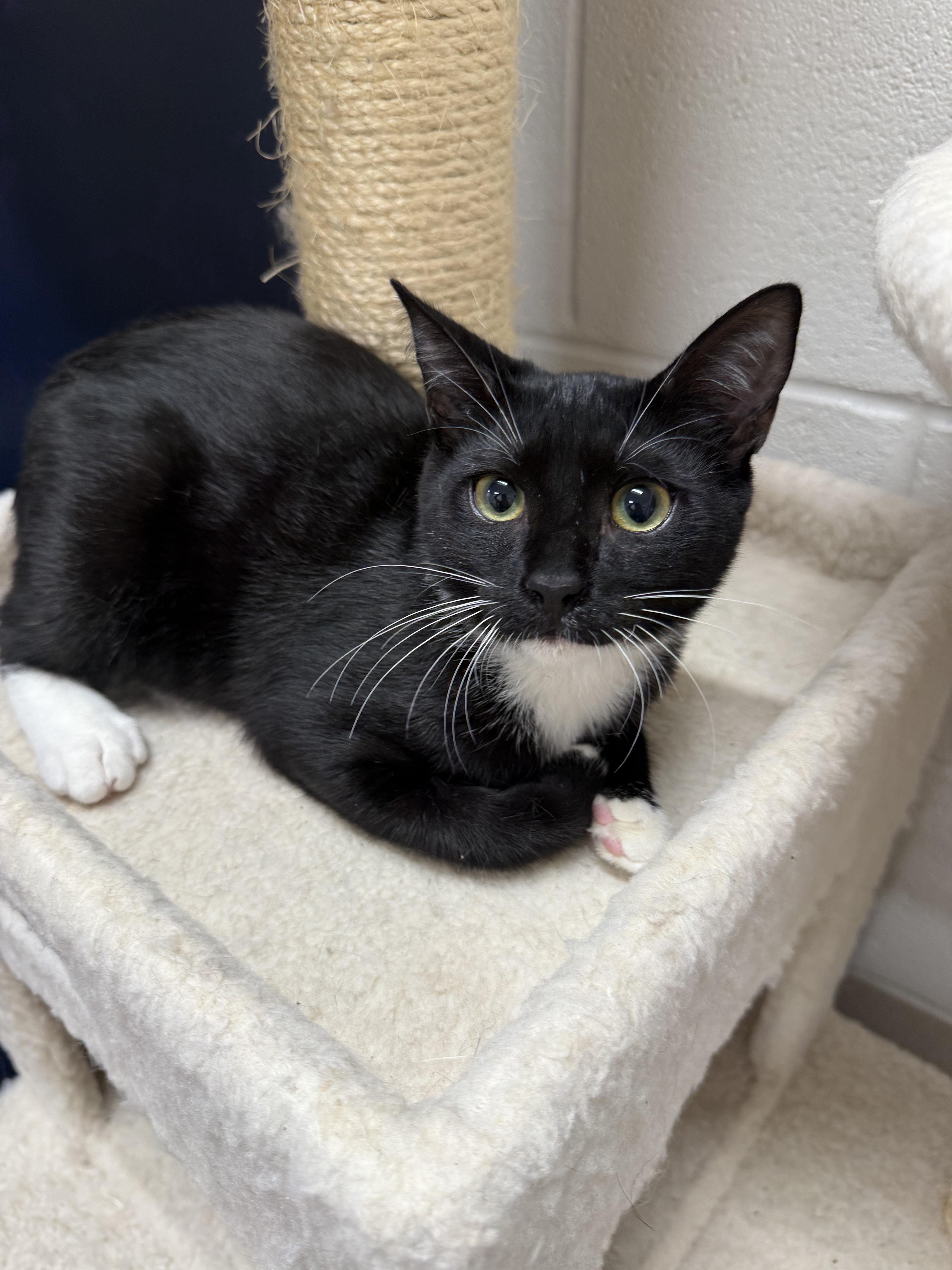 Enlarge Tajin, a Adoptable mixed breed in Awendaw, SC image 1/1