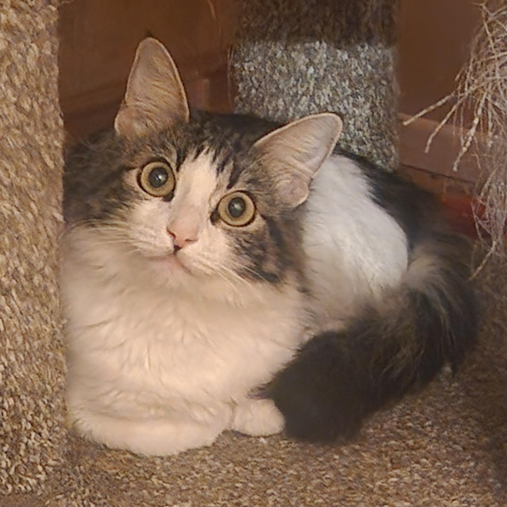 Carolina, Young Female Domestic Medium Hair