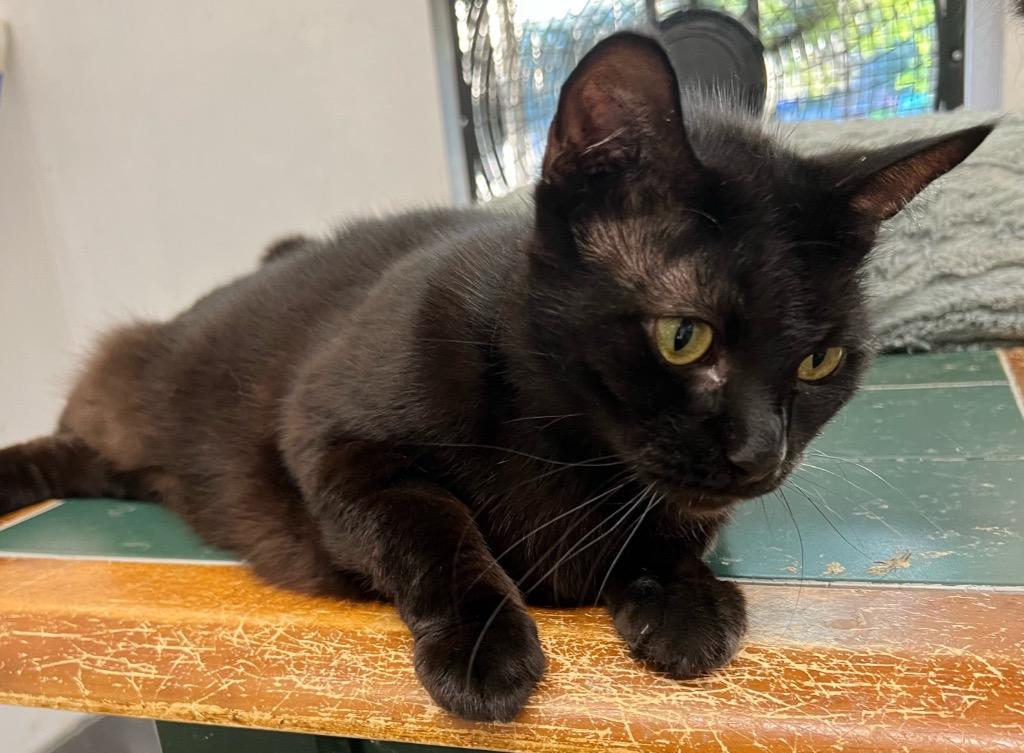 Mini, Adopted, Adult Female Domestic Short Hair.