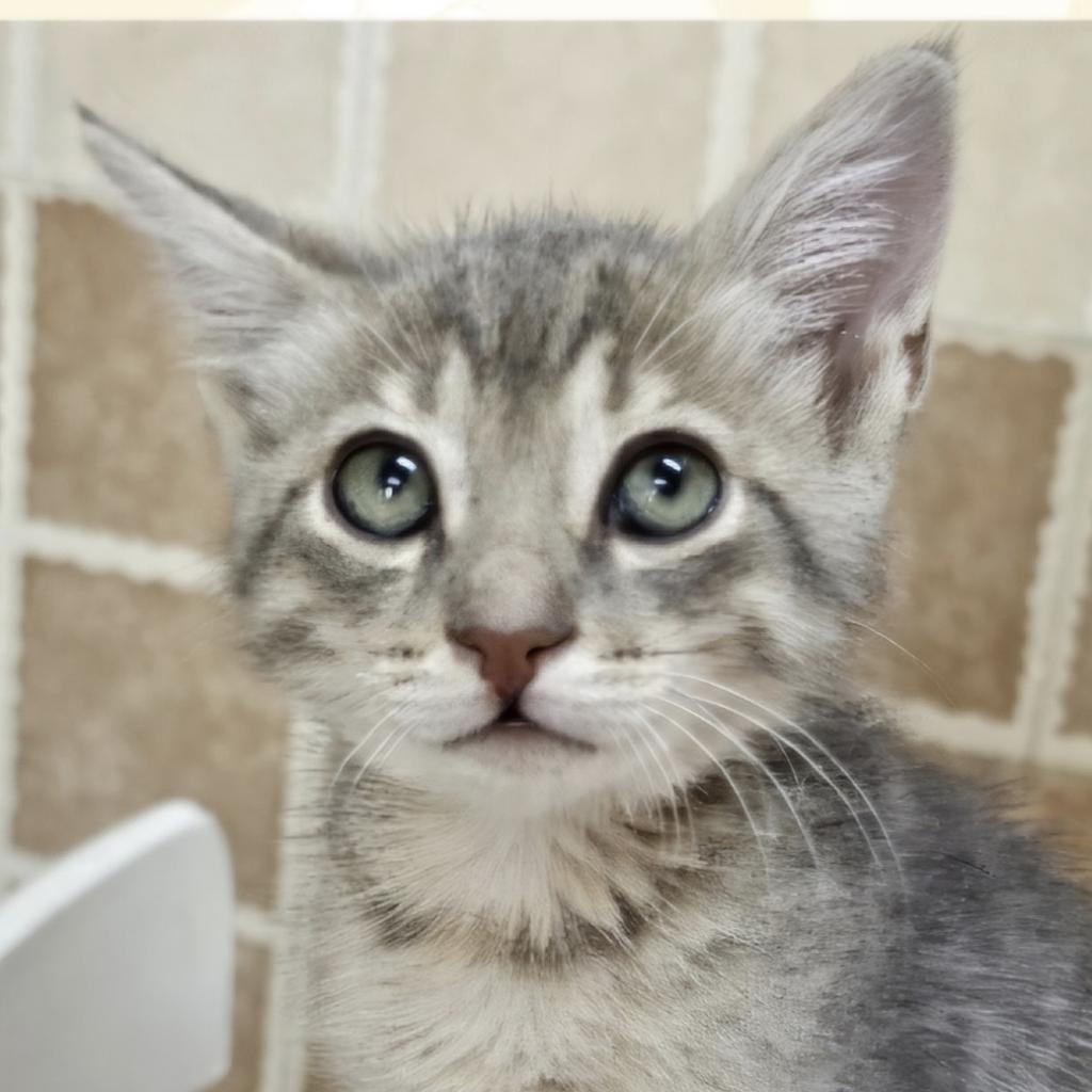 Enlarge Asher Qatar, a Adoptable Domestic Short Hair in Merrifield, VA image 1/2