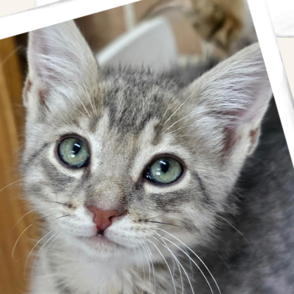 Enlarge Asher Qatar, a Adoptable Domestic Short Hair in Merrifield, VA image 2/2