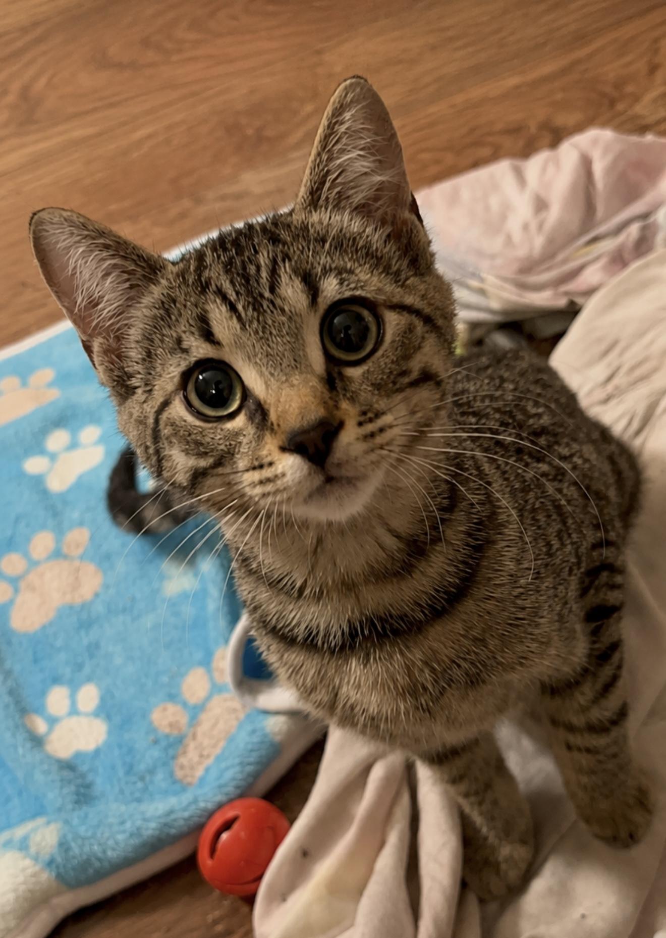 Ricki, adopted, Kitten Female Domestic Short Hair.