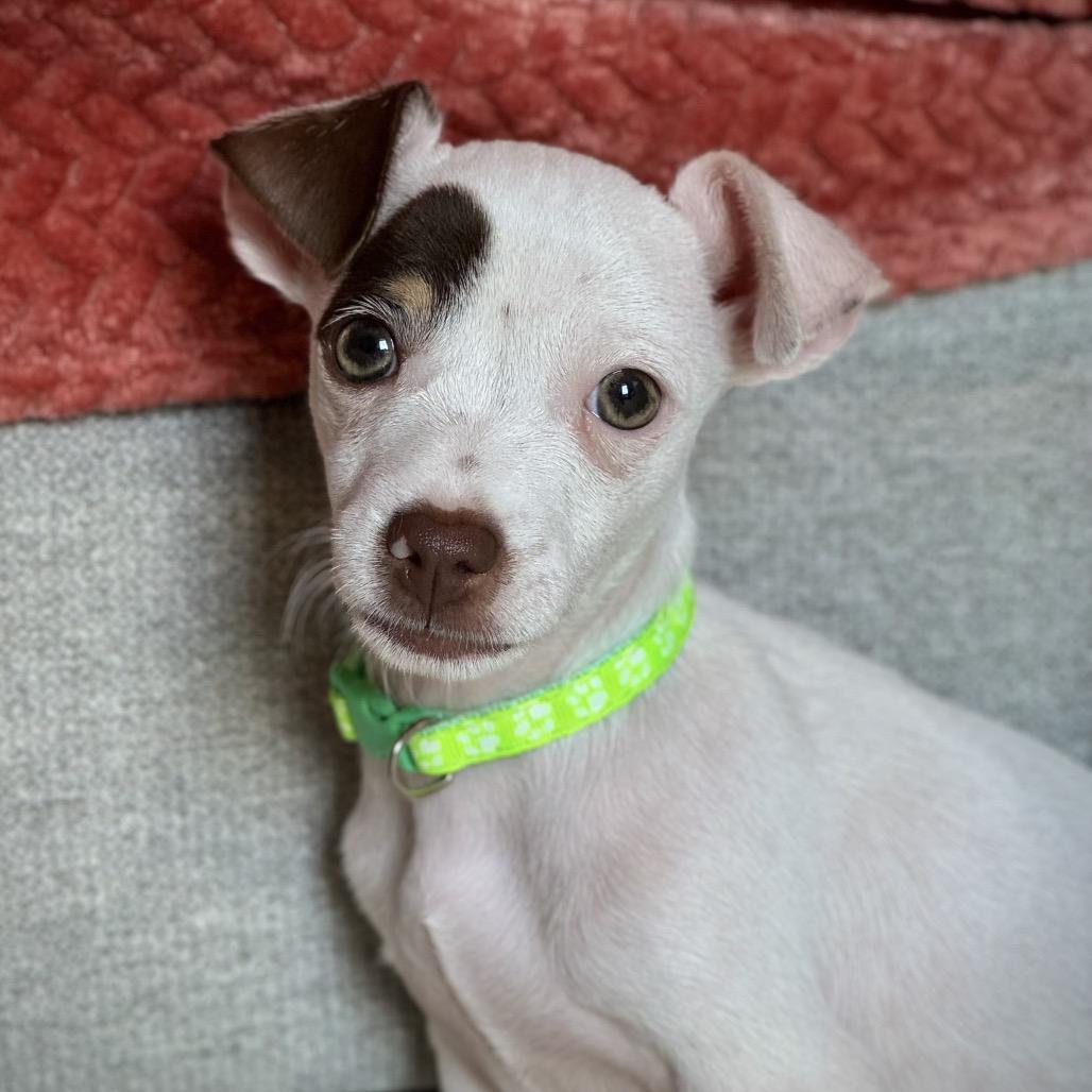 Archie, Adoptable, Puppy Male Terrier & Mixed Breed.