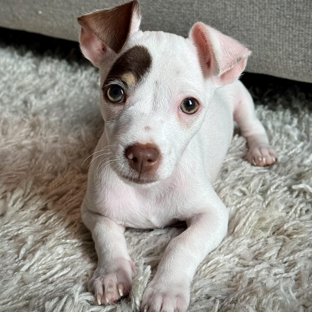 Enlarge Archie, a Adoptable mixed breed in Durham, NC image 2/5