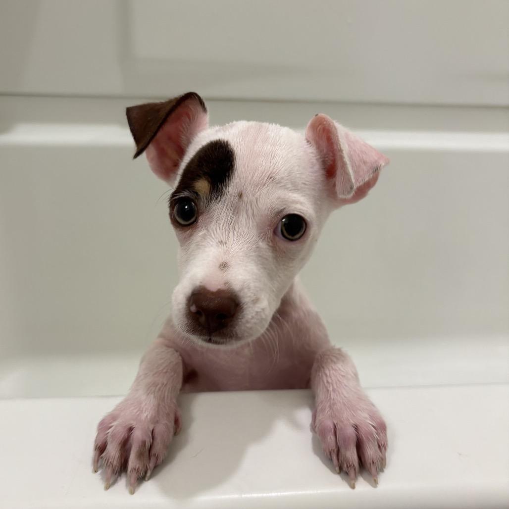 Enlarge Archie, a Adoptable mixed breed in Durham, NC image 3/5