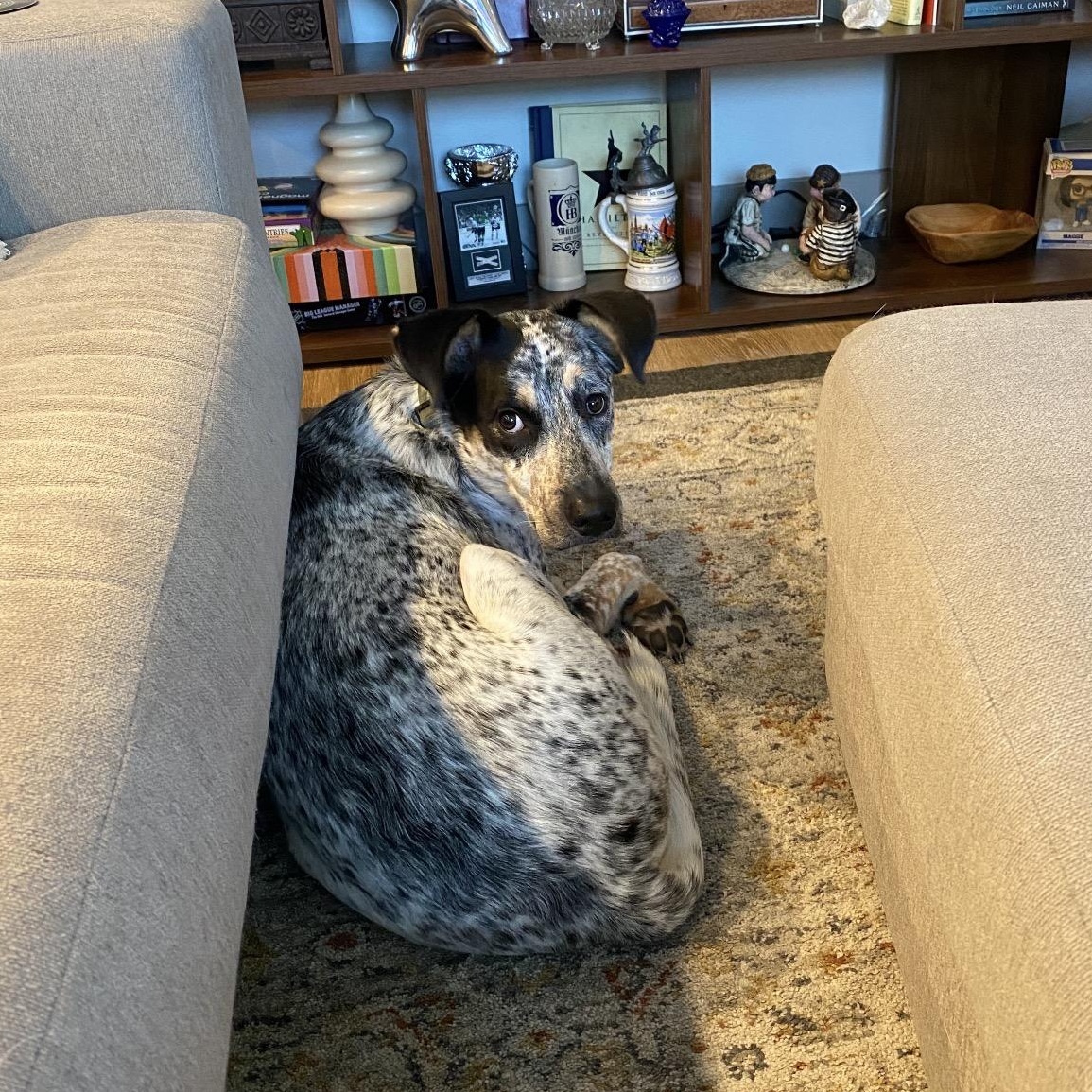 Merle, a ADOPTABLE mixed breed in Scroggins, TX image 6/6