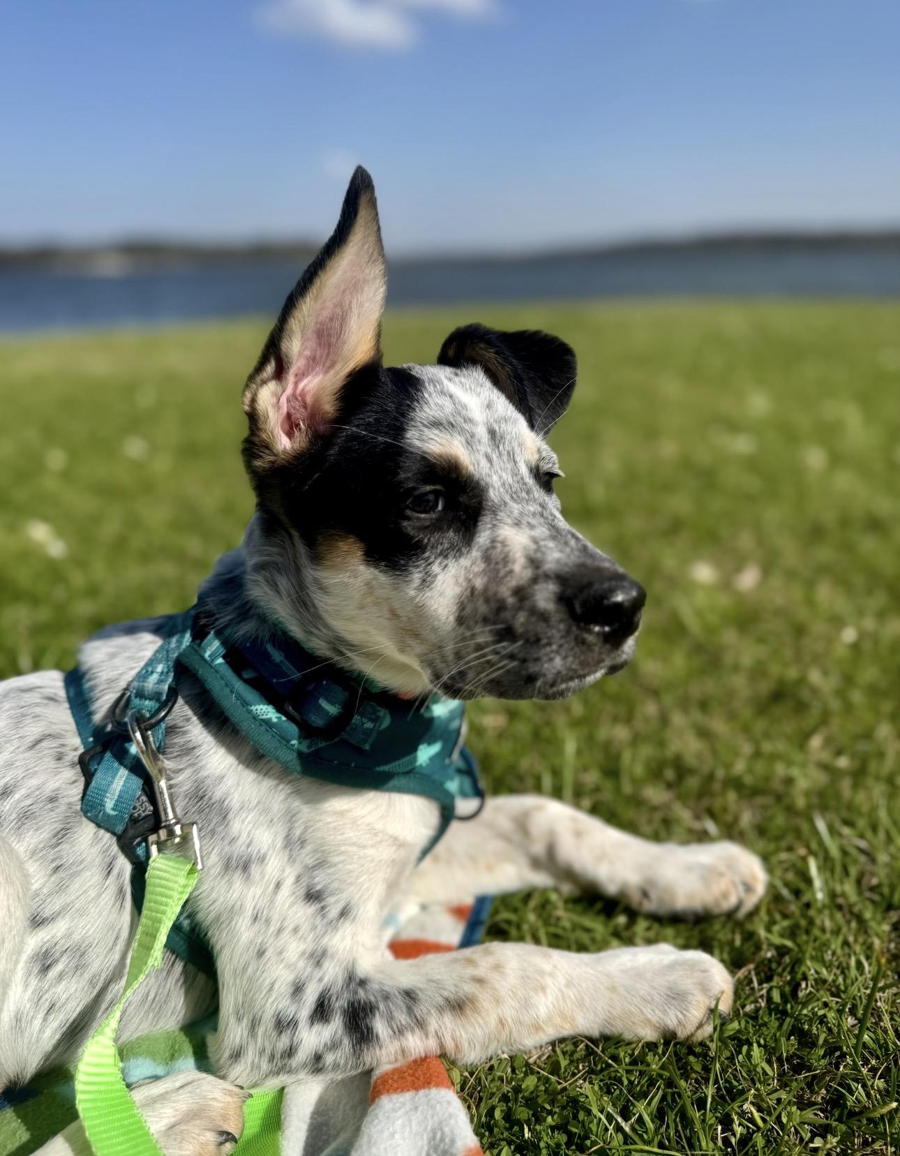 Merle, a ADOPTABLE mixed breed in Scroggins, TX image 4/6