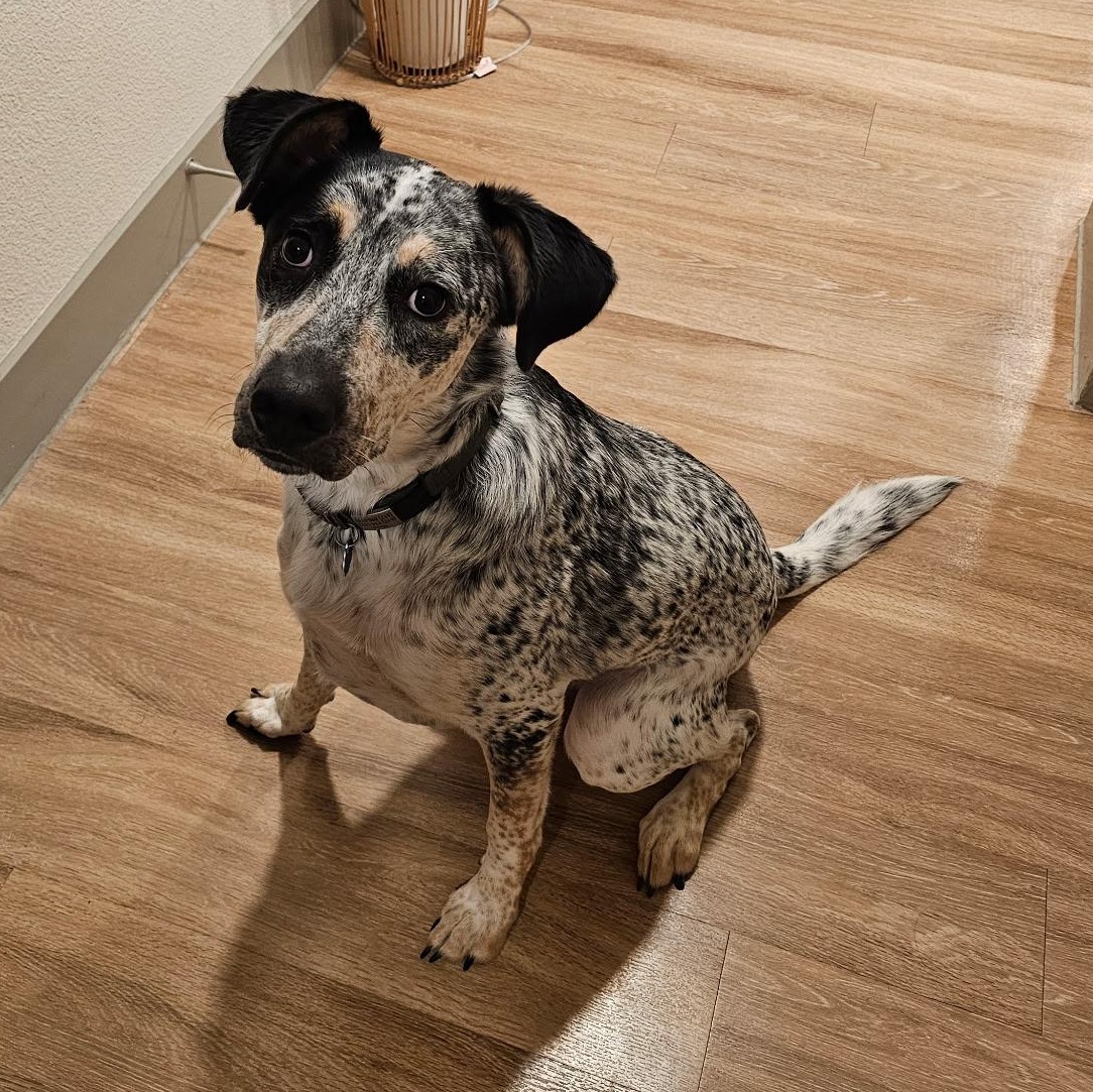 Merle, ADOPTABLE, Young Male Australian Cattle Dog / Blue Heeler & Cattle Dog.