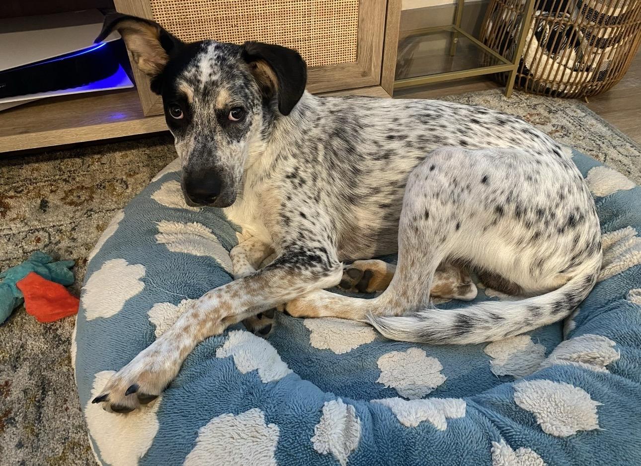 Merle, a ADOPTABLE mixed breed in Scroggins, TX image 5/6