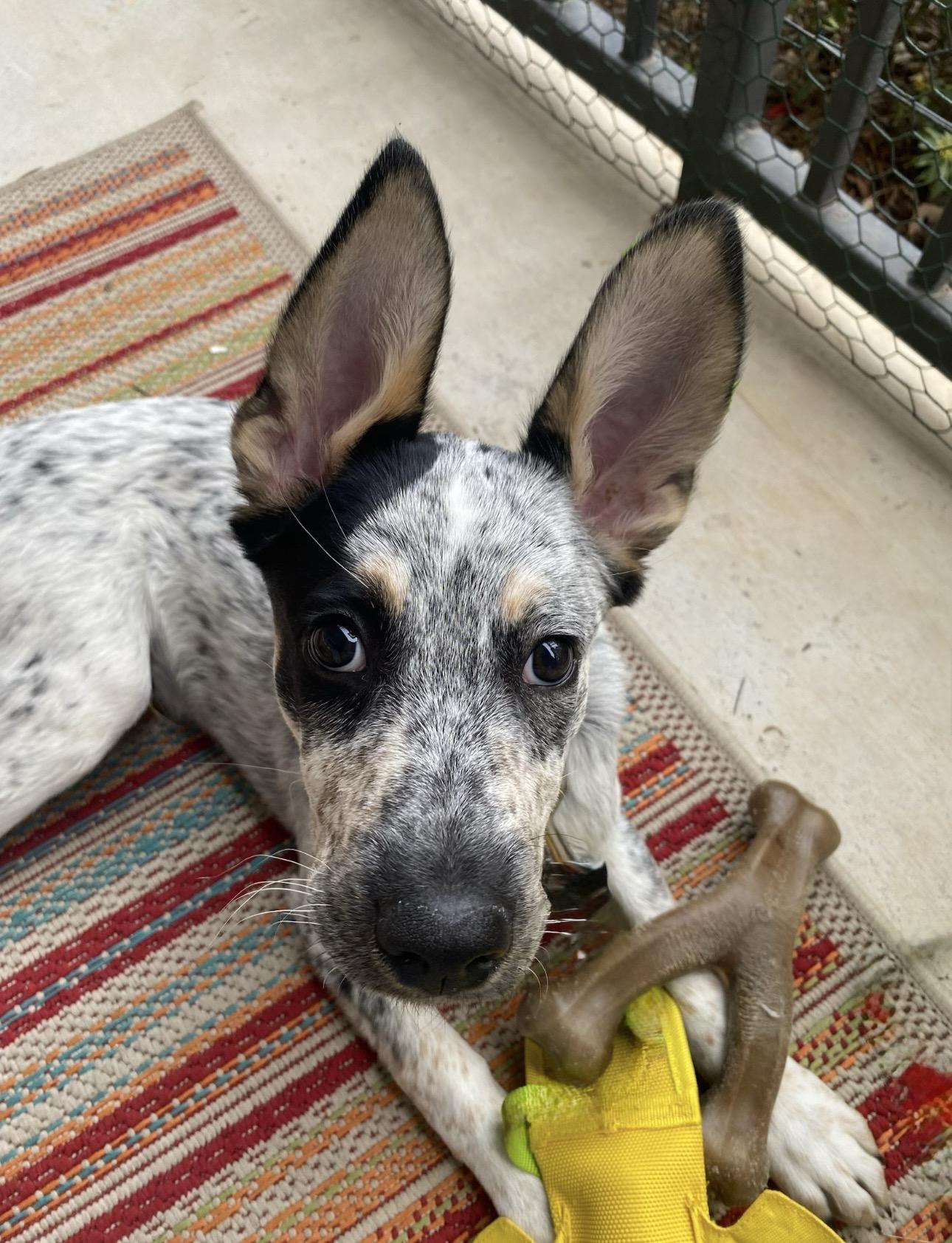 Merle, a ADOPTABLE mixed breed in Scroggins, TX image 3/6
