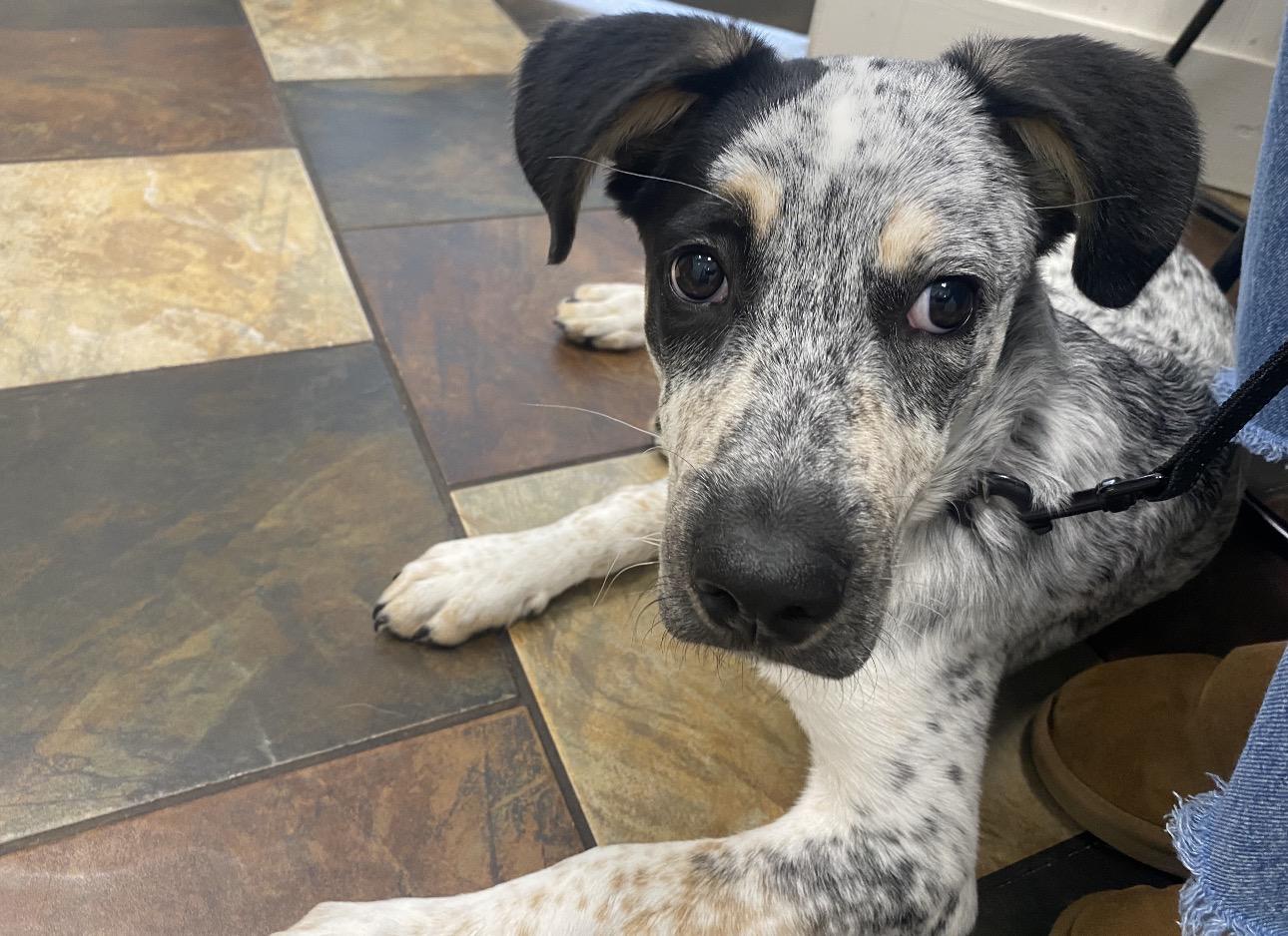 Merle, a ADOPTABLE mixed breed in Scroggins, TX image 2/6