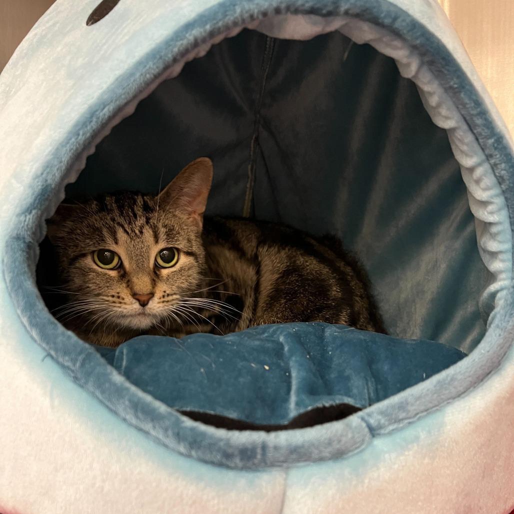 Enlarge Lock, a Adoptable Domestic Short Hair in Abbotsford, BC image 2/3