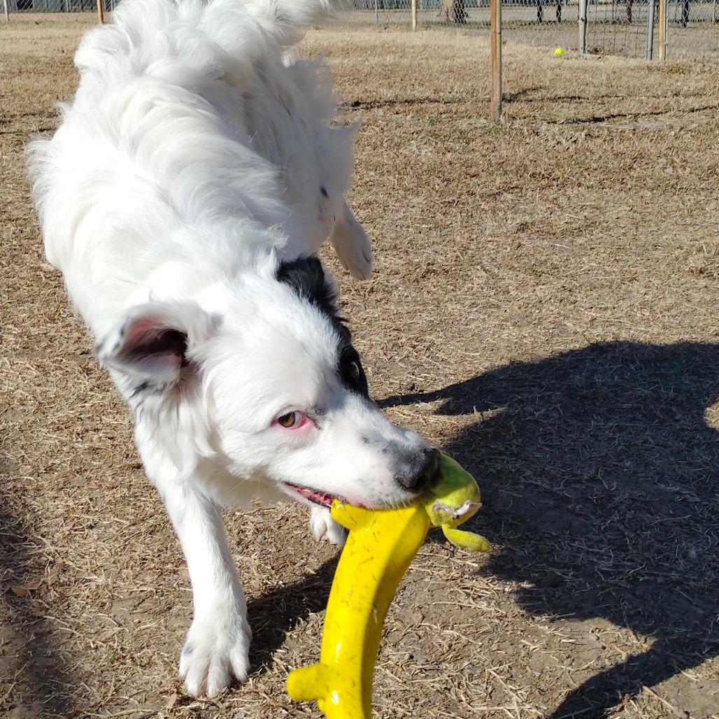 Enlarge Thunder, a Adoptable mixed breed in Tulsa, OK image 1/6