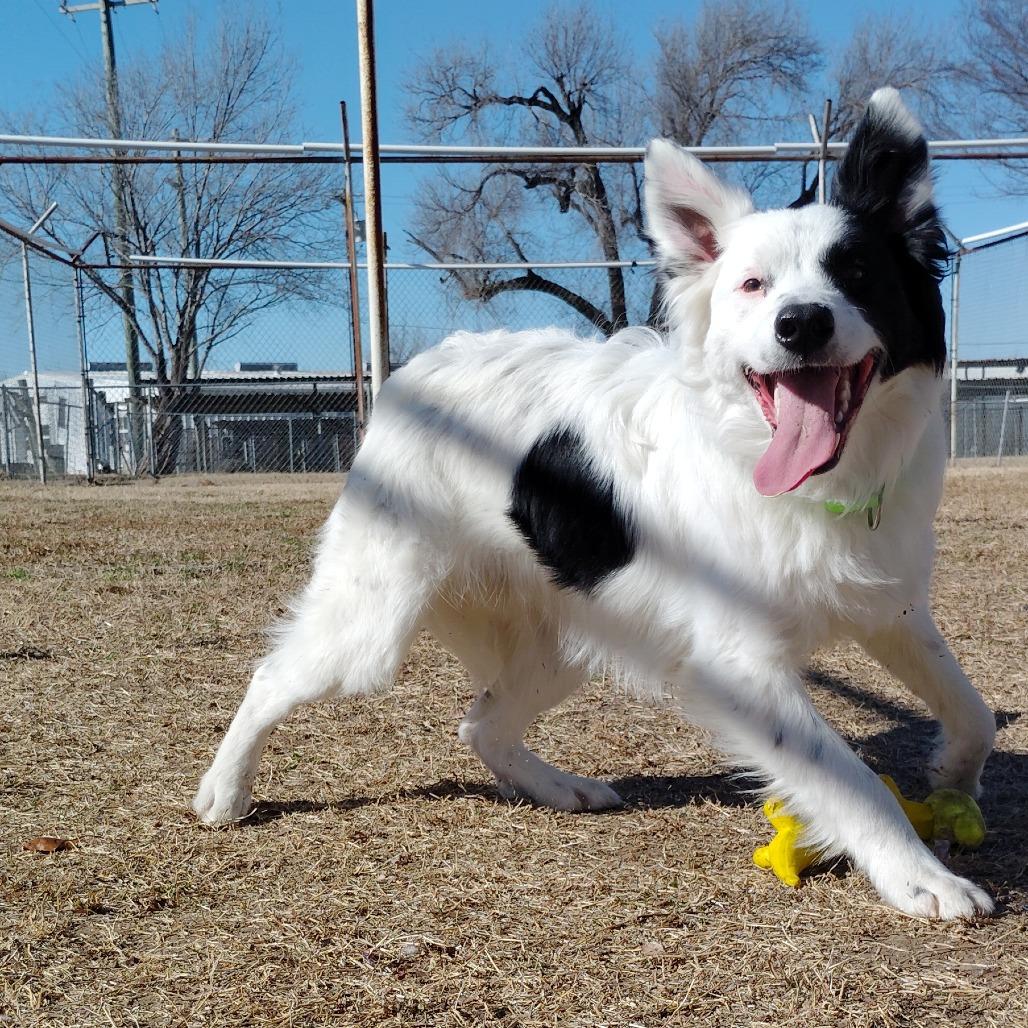 Enlarge Thunder, a Adoptable mixed breed in Tulsa, OK image 2/6