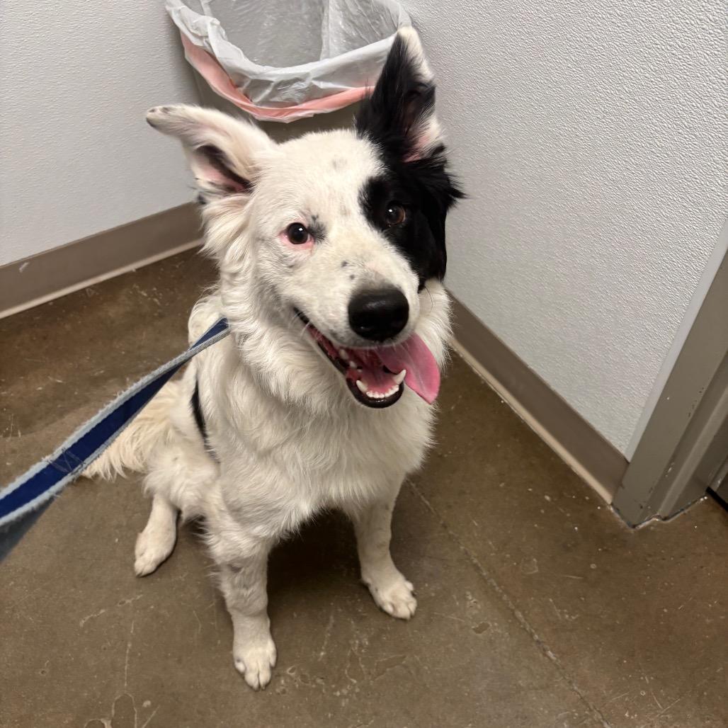 Enlarge Thunder, a Adoptable mixed breed in Tulsa, OK image 3/6