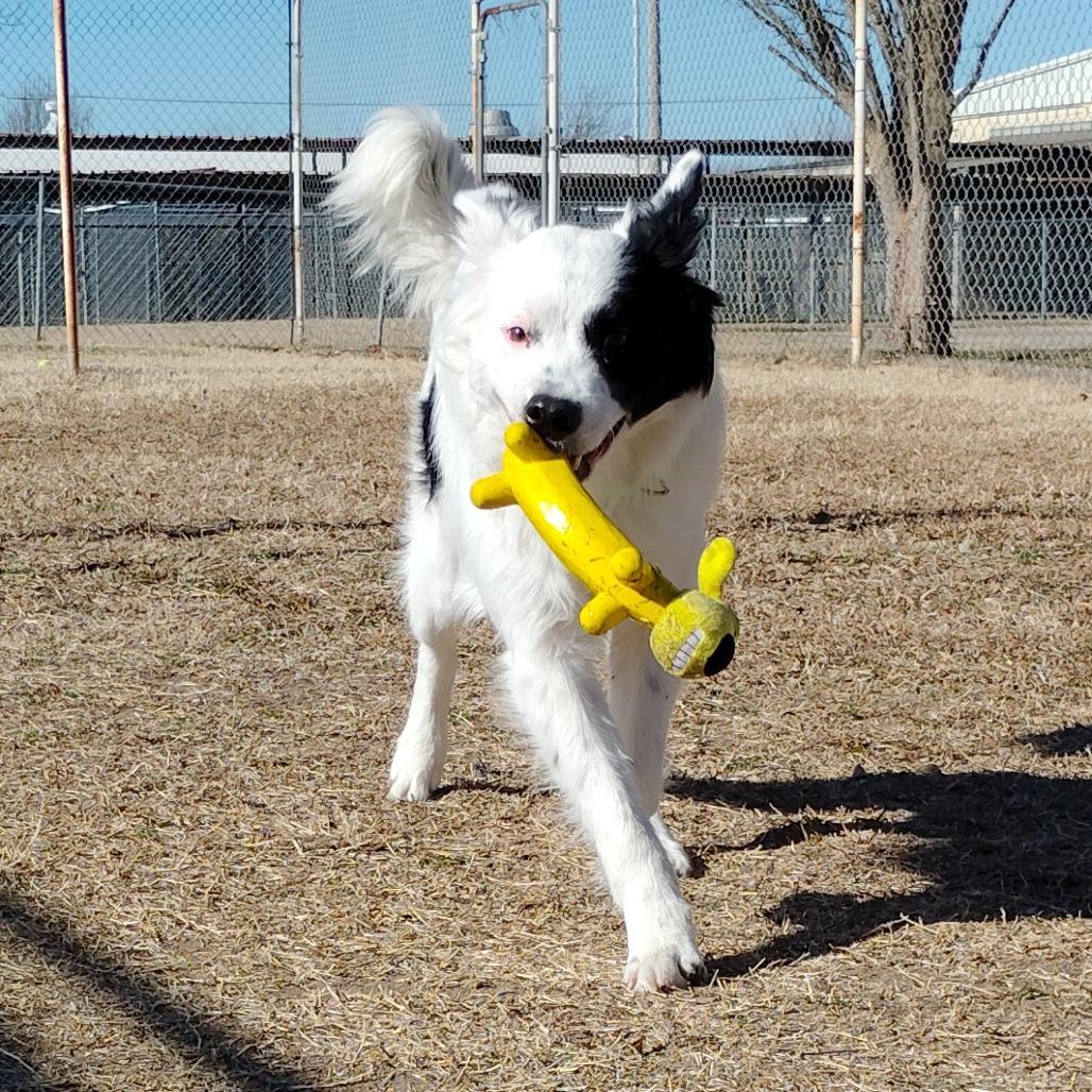 Enlarge Thunder, a Adoptable mixed breed in Tulsa, OK image 4/6