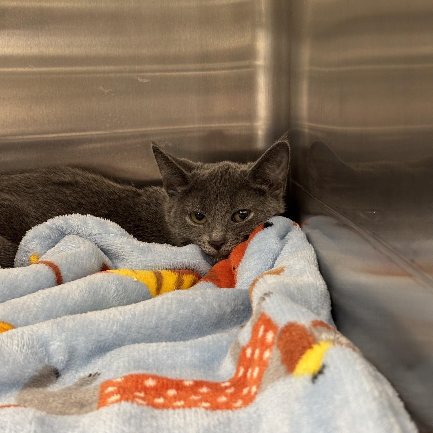 Kit Kat, ADOPTABLE, Kitten Female Domestic Short Hair.