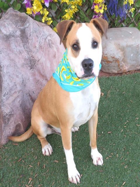 Enlarge TUCKER, a Adoptable mixed breed in Oklahoma City, OK image 1/1