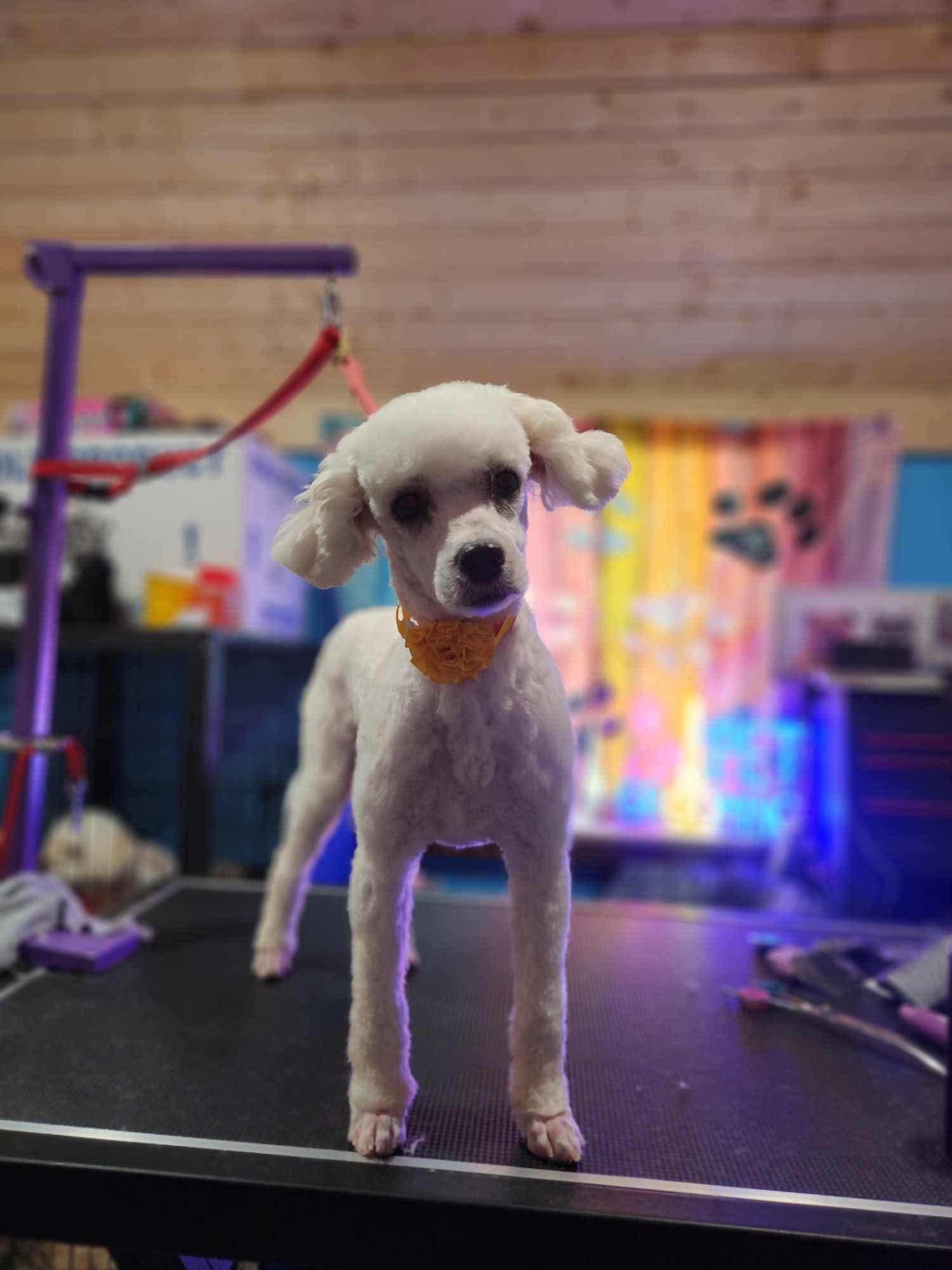 Enlarge Leni and Louis, a Adoption Pending Miniature Poodle in conroe, TX image 4/6