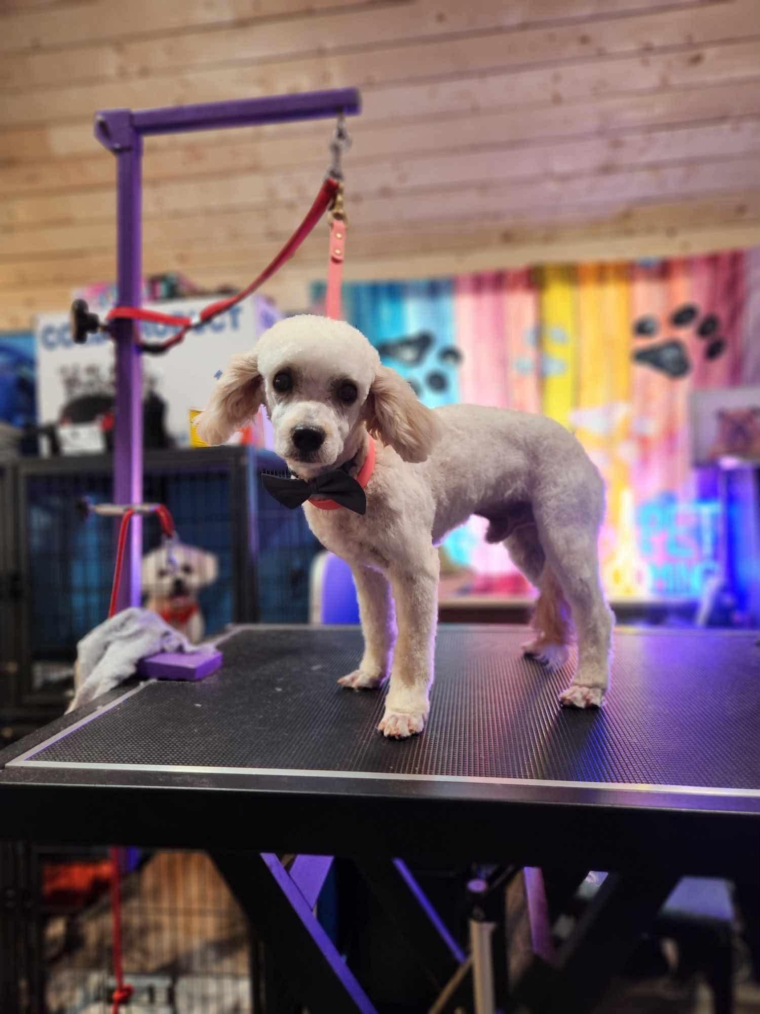 Enlarge Leni and Louis, a Adoption Pending Miniature Poodle in conroe, TX image 3/6