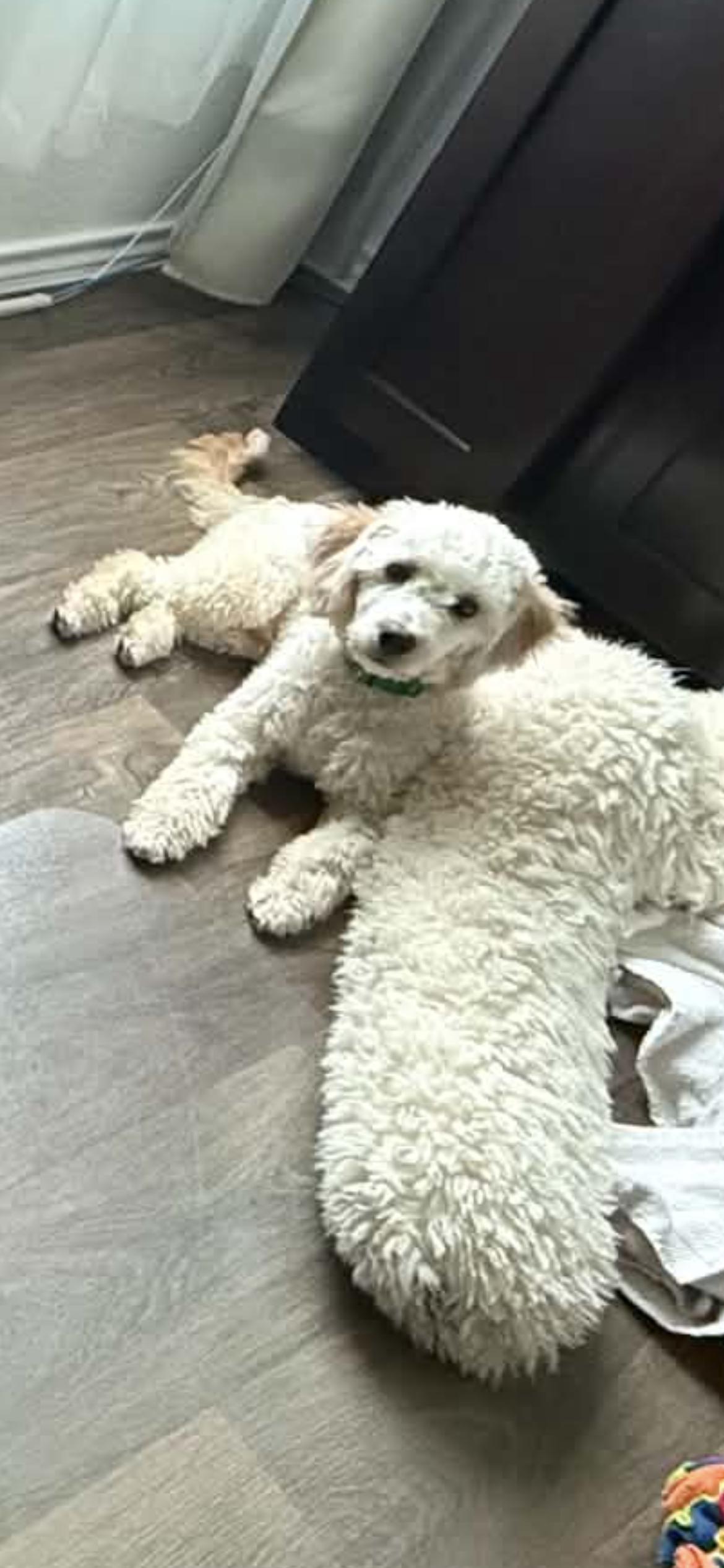 Enlarge Leni and Louis, a Adoption Pending Miniature Poodle in conroe, TX image 5/6