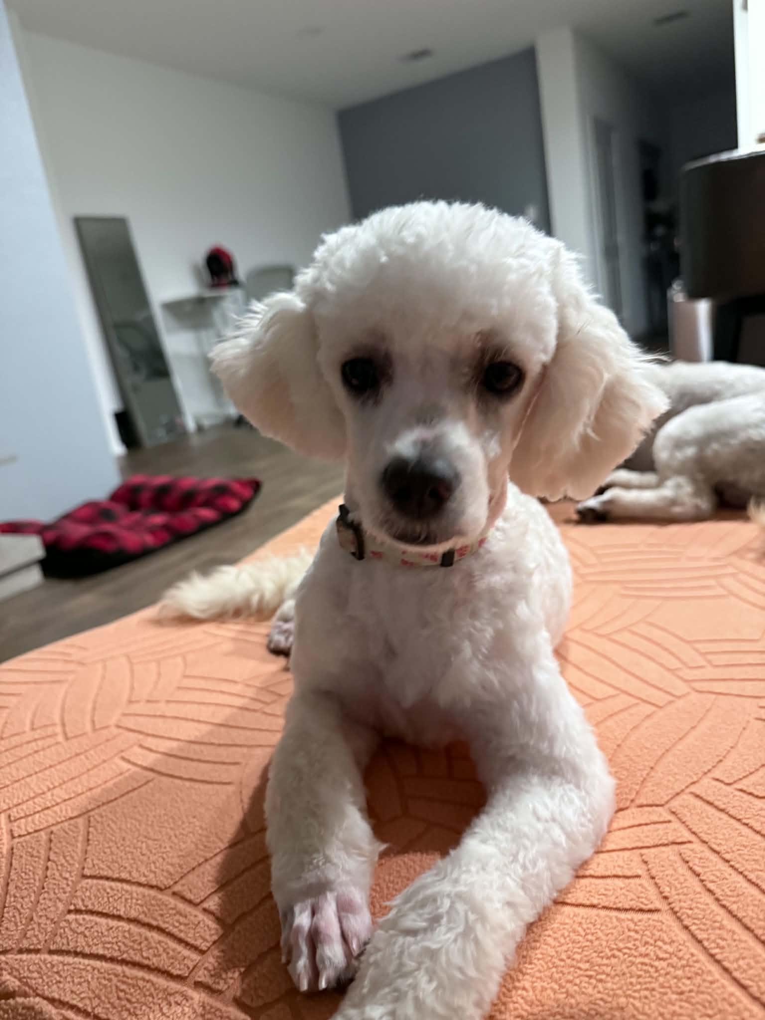 Leni and Louis, Adoptable, Young Female Miniature Poodle.