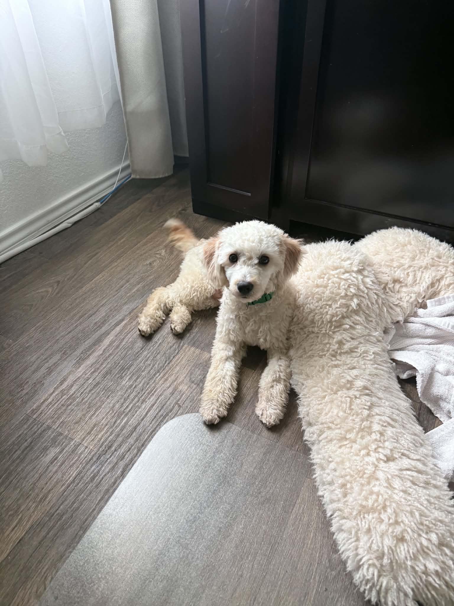 Enlarge Leni and Louis, a Adoption Pending Miniature Poodle in conroe, TX image 2/6