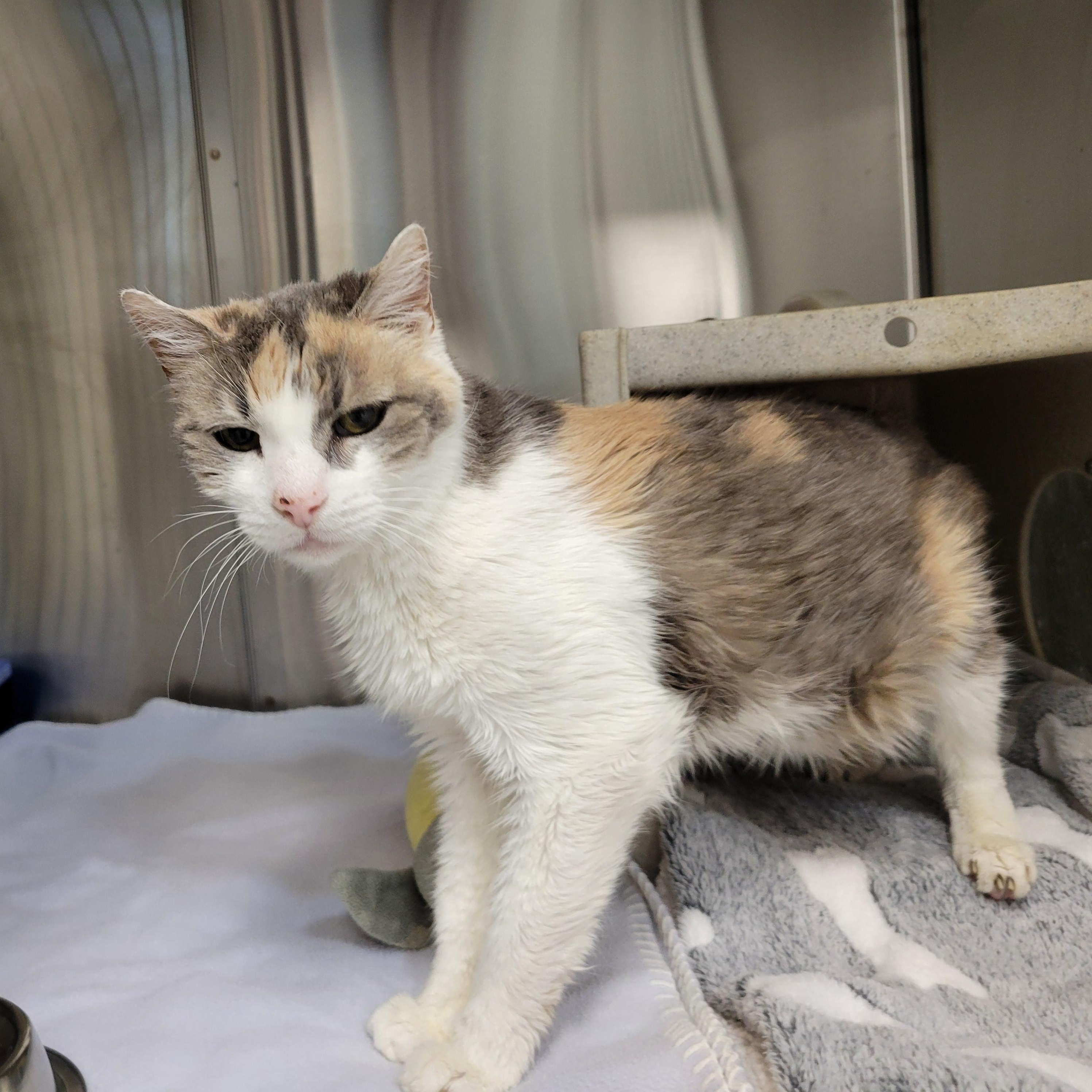 Enlarge Josie, a ADOPTABLE Domestic Short Hair in Cathedral City, CA image 2/2