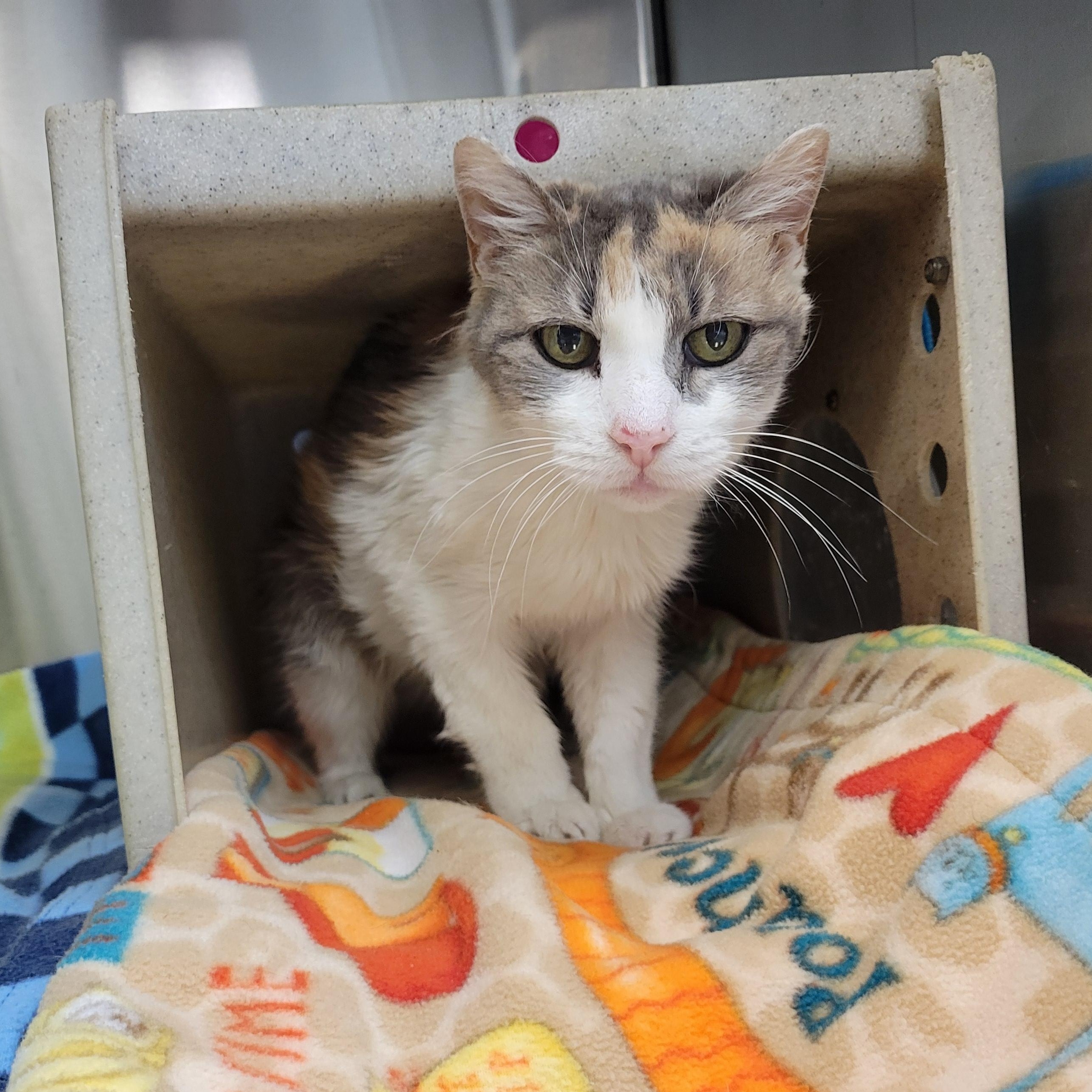 Josie, ADOPTABLE, Senior Female Domestic Short Hair.