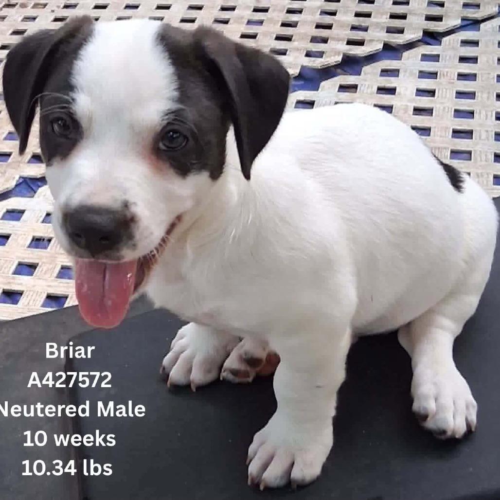 Briar, Adoptable, Puppy Male Mixed Breed.