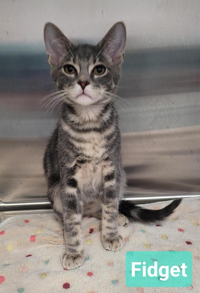 Enlarge Fidget, a Adoptable mixed breed in Richmond, IN image 1/5