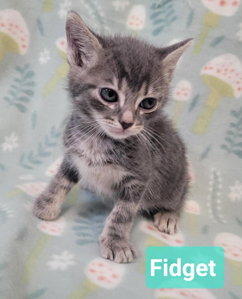 Enlarge Fidget, a Adoptable mixed breed in Richmond, IN image 2/5