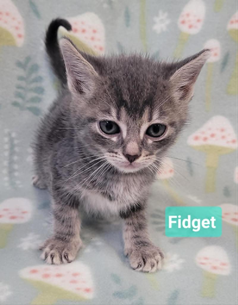 Enlarge Fidget, a Adoptable mixed breed in Richmond, IN image 3/5