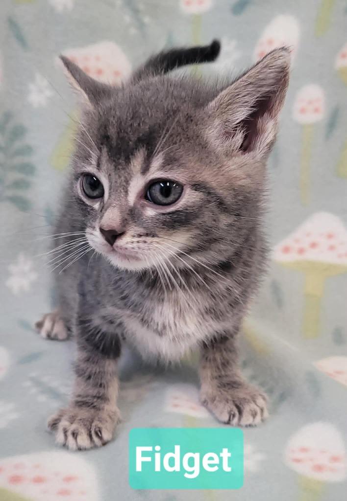 Enlarge Fidget, a Adoptable mixed breed in Richmond, IN image 4/5