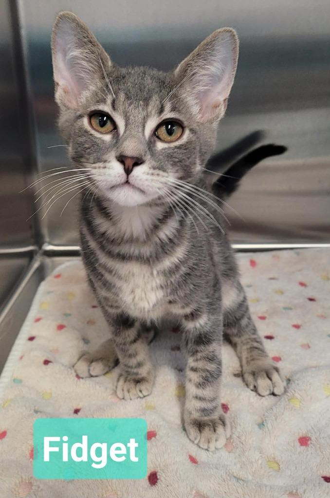 Enlarge Fidget, a Adoptable mixed breed in Richmond, IN image 5/5