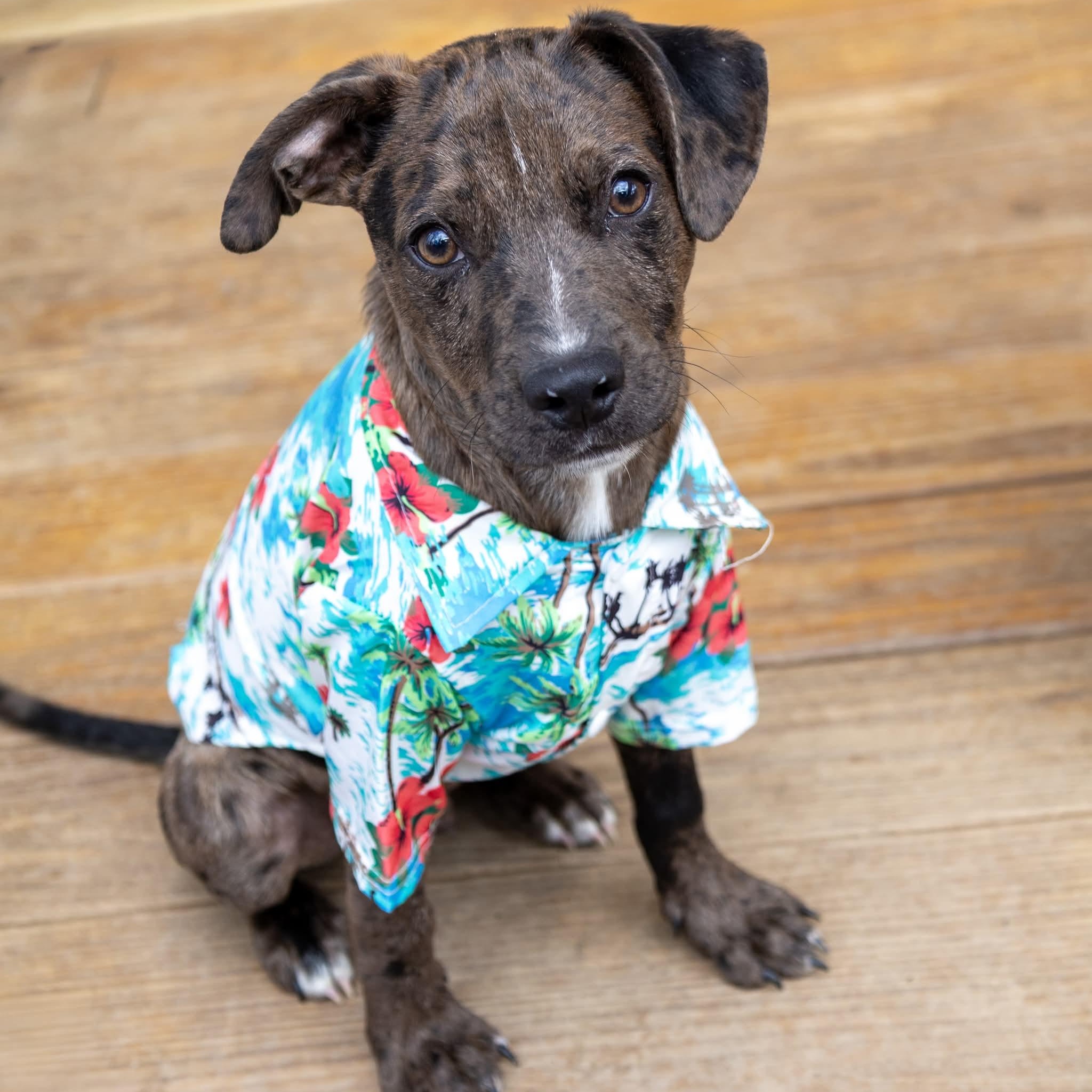 Enlarge Cosmo , a Adoptable Mixed Breed in Argyle, NY image 2/6