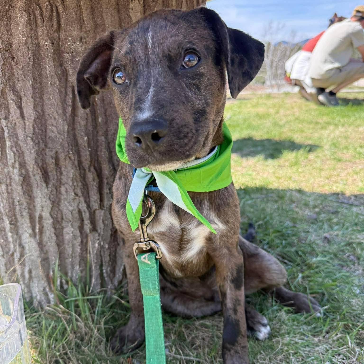 Enlarge Cosmo , a Adoptable Mixed Breed in Argyle, NY image 1/6