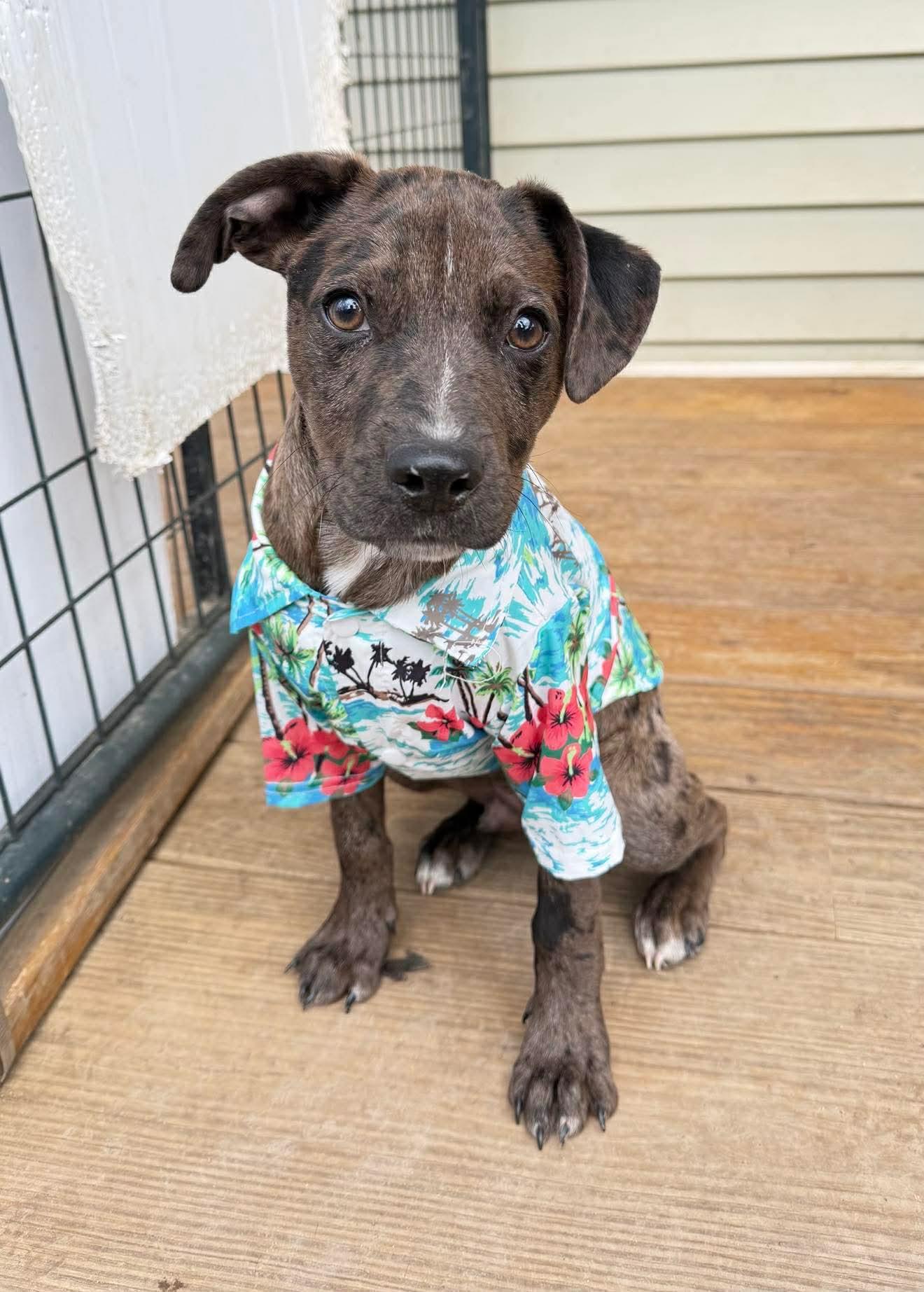 Enlarge Cosmo , a Adoptable Mixed Breed in Argyle, NY image 5/6